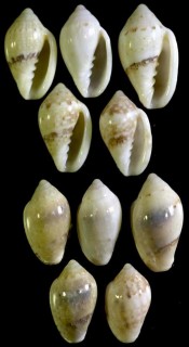 コショウヘリトリの仲間 Marginella eucosmia small