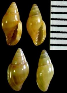 ゾウゲトリノコ Marginella eburneola small