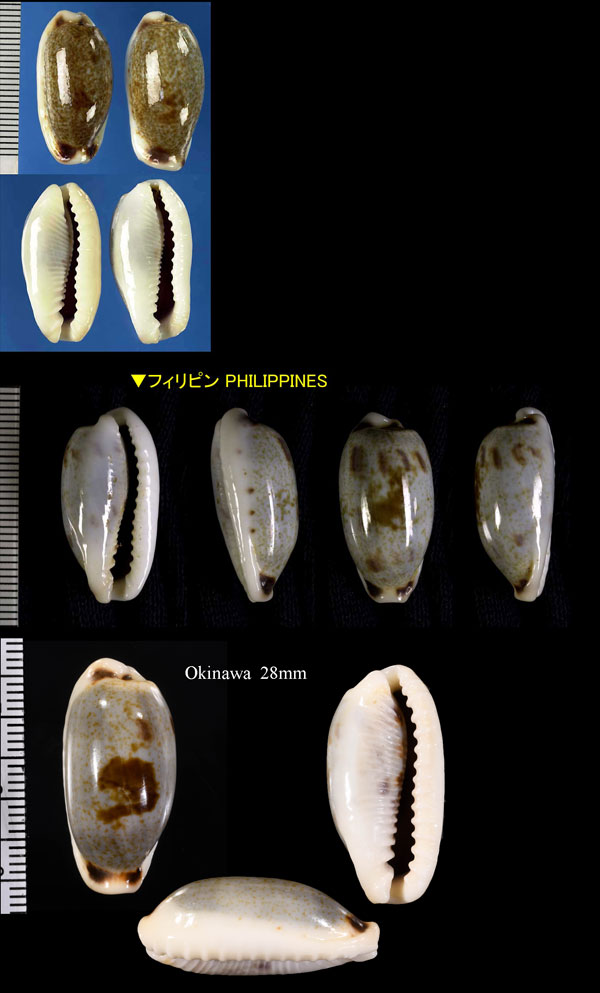 ヒロクチダカラ Erronea cylindrica cylindrica small