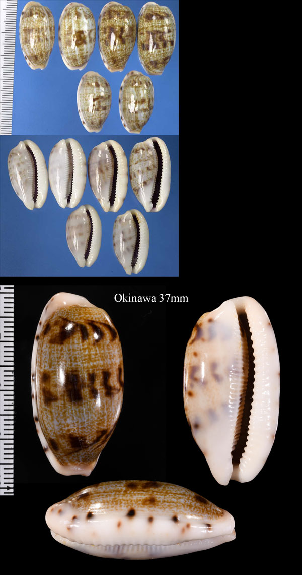 エダカラ 絵宝 Blasicrura teres teres small