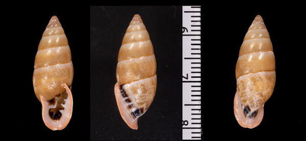 アラハダマイマイの仲間 Cyclodontina punctatissima small