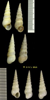 メサルキリガイダマシ Mesalia brevialis small