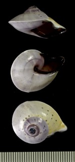 タイロエビスマイマイ Rhynchotrochus taylorianus small