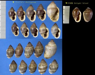 カタシイノミミミガイ Cassidula crassiuscula small
