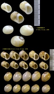 フクリンタマツバキ Polinices rufomarginata small