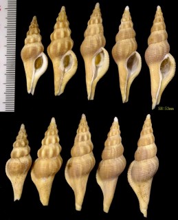 ニシキニナの仲間 Pseudolatirus clausicaudatus small