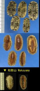 リュウキュウヒザラ Acanthopleura loochooana small