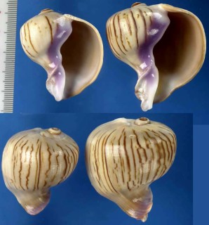 クチムラサキソデマクラ Melapium elatum small
