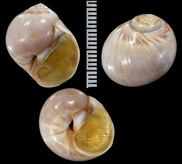 ギレミンタマ Euspira guillemini small