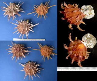 センニンショウジョウ Spondylus cumingi small