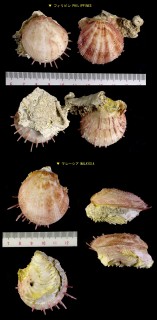 オオナデシコ Spondylus anacanthus small