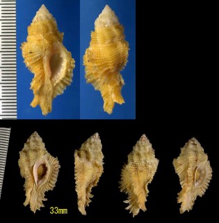 ベニガンゼキボラ Marchia bibbeyi small