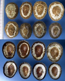 ガマノセガサ Patella granularis small
