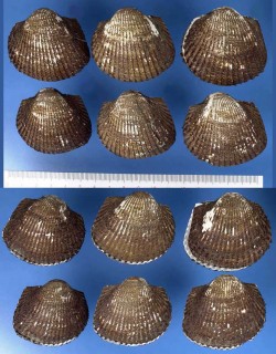 クマサルボウ 熊猿頬 (熊猿頰) Scapharca globosa ursus small