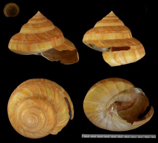 ミナミノオキナエビス Pleurotomaria westralis small