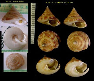 ニューカレドニアオキナエビス Pleurotomaria caledonicus small