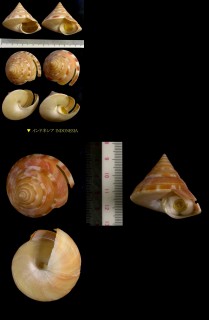 アンシュウオキナエビス Pleurotomaria anseeuwi small