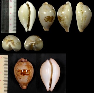 オトメダカラ 乙女宝 Nesiocypraea hirasei small