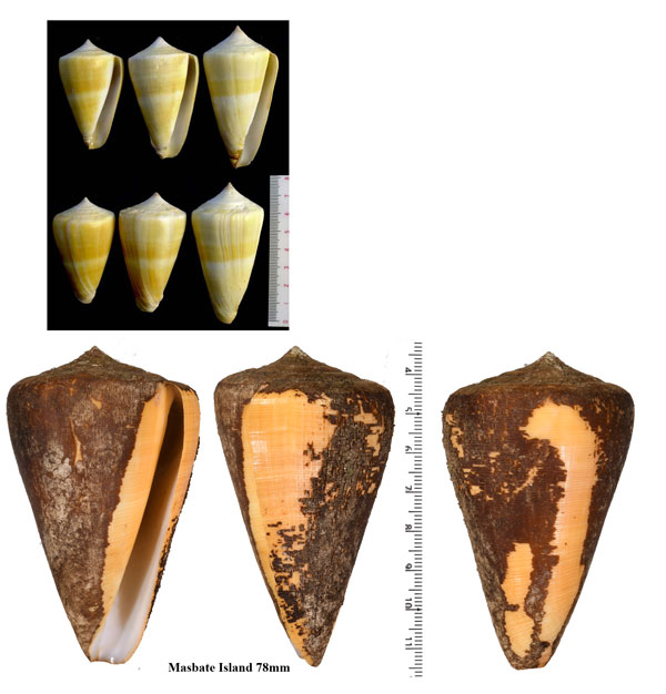 ロウソクガイ Conus quercinus small