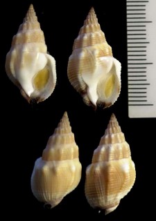 イキムシロ Nassarius speciosus small