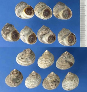 エゾタマキビ Littorina squalida small