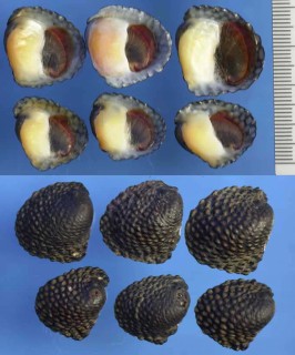 ワニカワカノコ Clypeolum granosum small