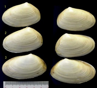 ブラジルチドリマスオ Mesodesma mactroides small