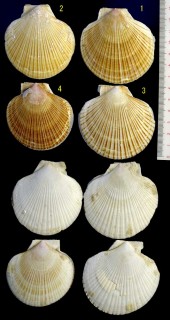 パタゴニアニシキ Chlamys lischkei small