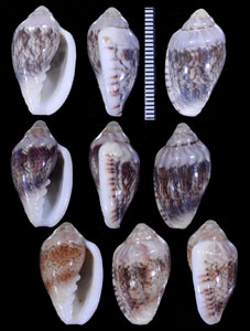 ルシヘリトリ (仮称) Marginella lussii small