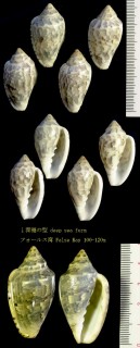 ムラクモヘリトリ Marginella nebulosa small