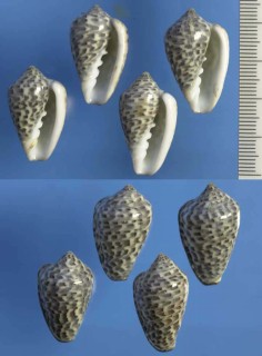 ヒロクチヘリトリ Marginella mosaica small