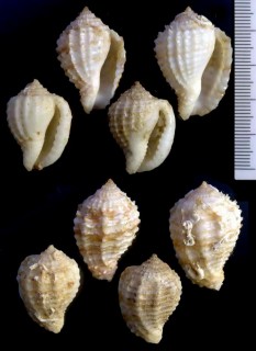 ユウビコエボシ Morum praeclarum small