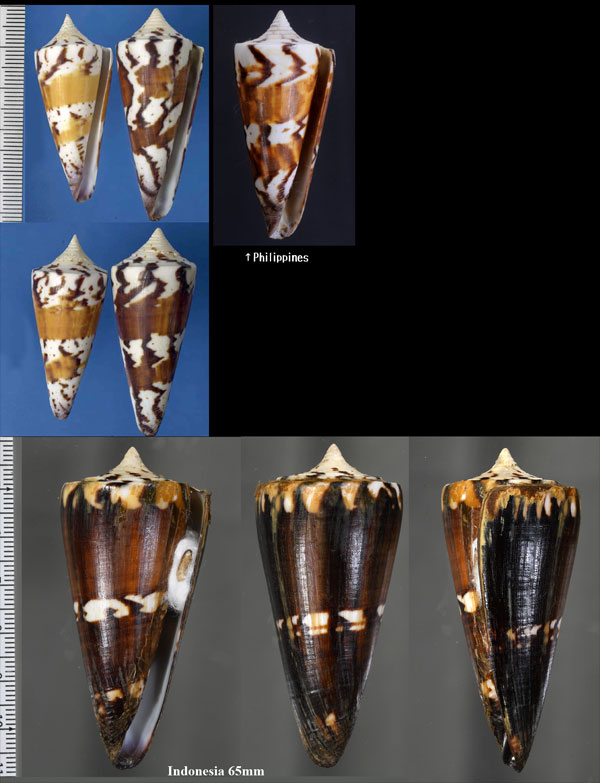 アカシマミナシ Conus generalis small