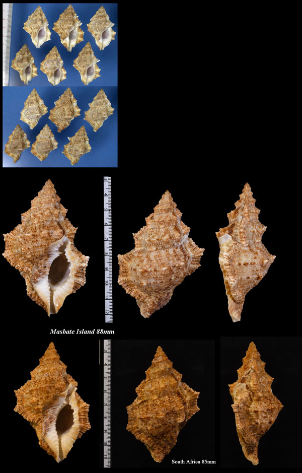 オニウネボラ Bufonaria nobilis small