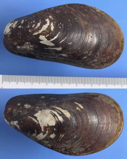 シンカイヒバリガイの仲間 Bathymodiolus puteoserpentis small