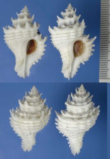 テンニョノカムリ Babelomurex japonicus small