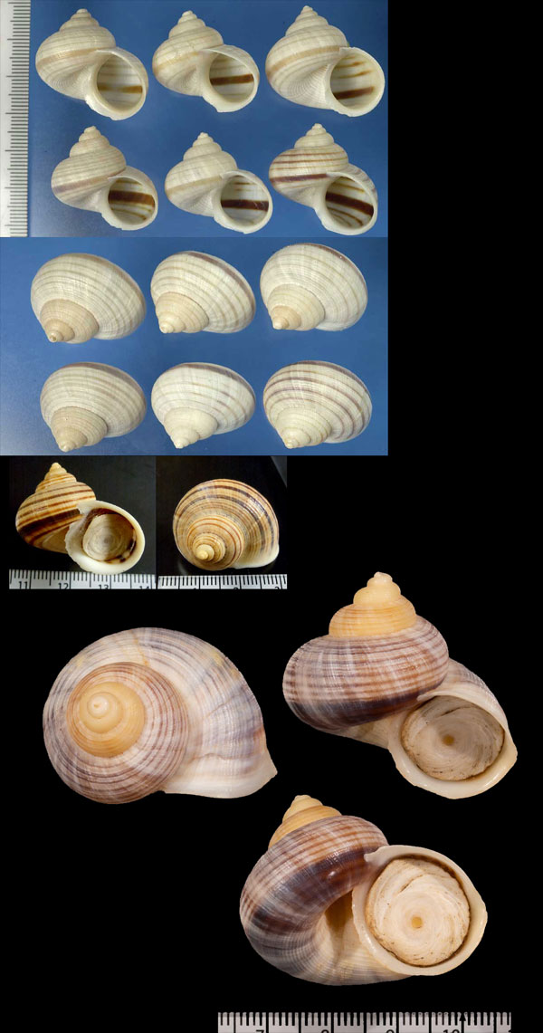 キンドレッドヒロクチヤマタマキビ Tropidophora tricarinata consanguinea small
