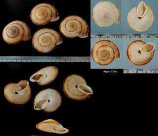 ヒトスジセンベイマイマイ Obba parmula small