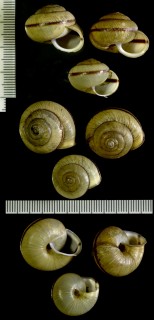 チシママイマイ cf. Karaftohelix chishimana small
