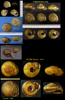 ナミマイマイ Euhadra sandai communis small