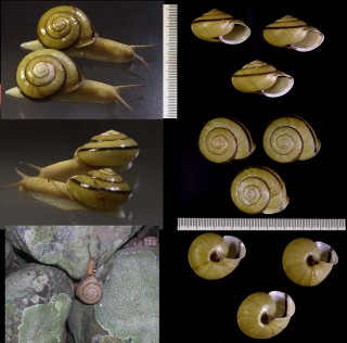 シゲオマイマイ 重雄蝸牛 Euhadra sigeonis small