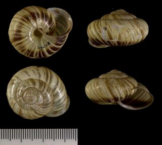 ヒタチマイマイ Euhadra brandtii small