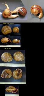 イブキクロイワマイマイ Euhadra senckenbergiana ibukicola small