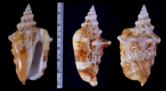 メキシコイボソデ Strombus granulatus small