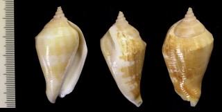 カドバリフドロガイ Margistrombus marginatus small