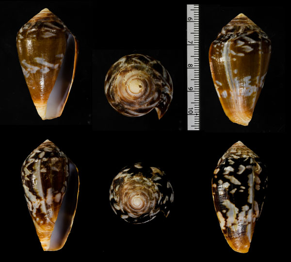 コガタフトベッコウイモ Conus guinaicus small