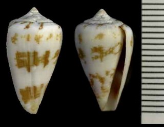 ダモットイモ Conus damottai small