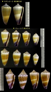 ナガシマイモ Conus muriculatus small