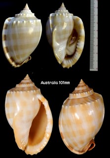 タイコガイ Phalium bandatum bandatum small