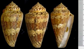 ノゾミミナシ Conus pictus small